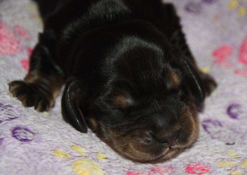du Grand Cougnot - Chiots disponibles - Cocker Spaniel Anglais