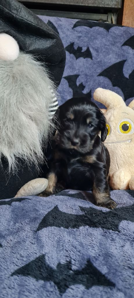 du Grand Cougnot - Chiots disponibles - Cocker Spaniel Anglais